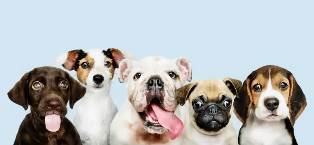 Five diverse dogs posing against blue background.