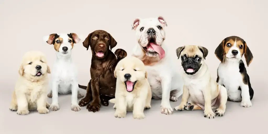 Seven diverse cute puppies sitting together.