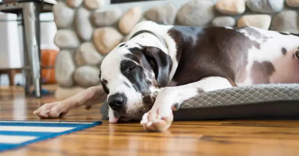 Great Dane dog sleeping on dog bed.