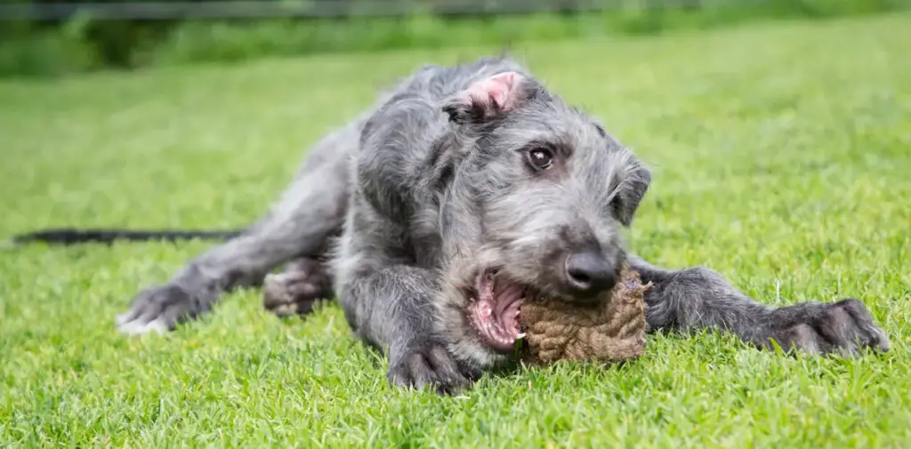 Grey dog playing with toy on grass.