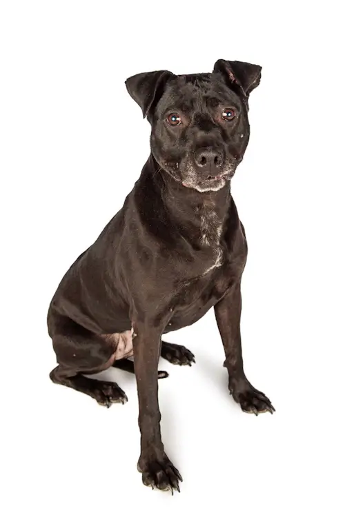 Black dog sitting on white background