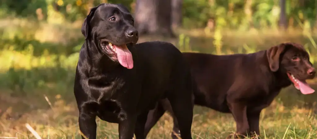 Two black Labrador Retrievers in a sunny field.