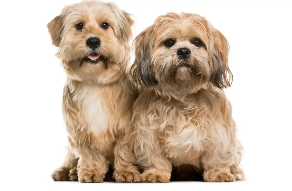 Two fluffy small dogs on white background.