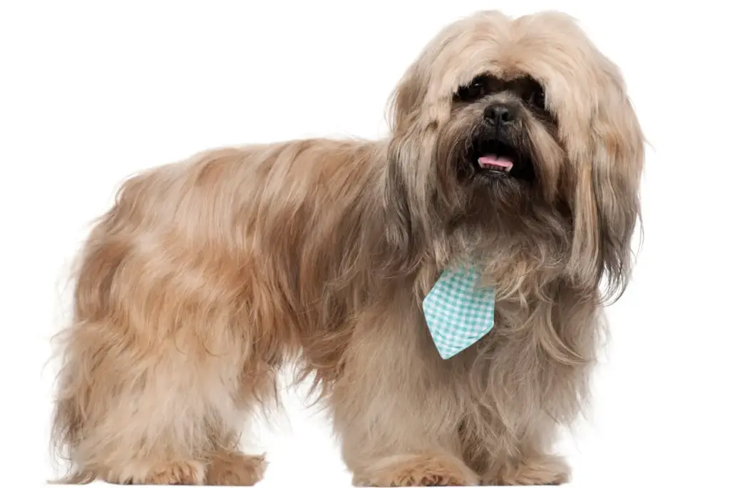 Shaggy dog with a blue checkered bandana.