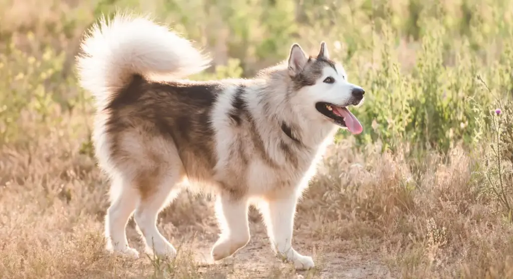 Alaskan Malamute walking in a sunny field.