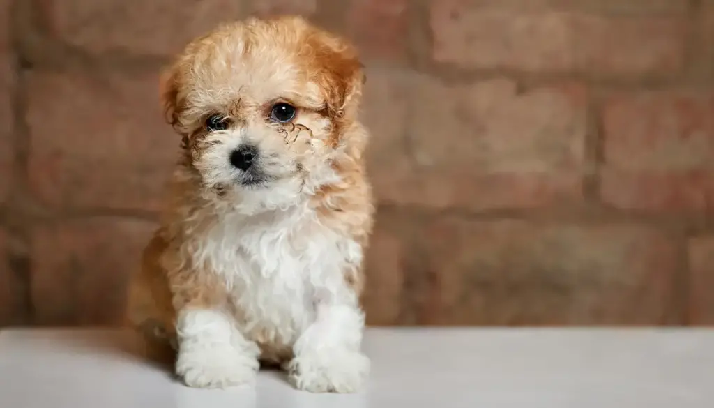 Cute fluffy puppy sitting against brick wall background.