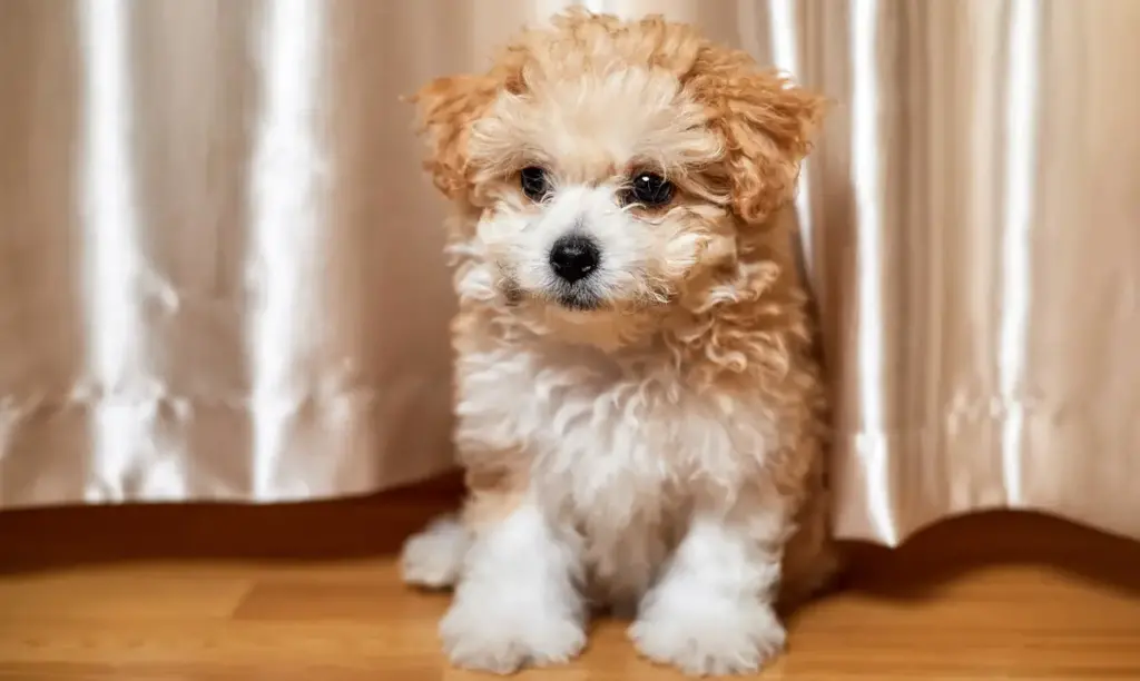 Cute fluffy puppy sitting indoors.