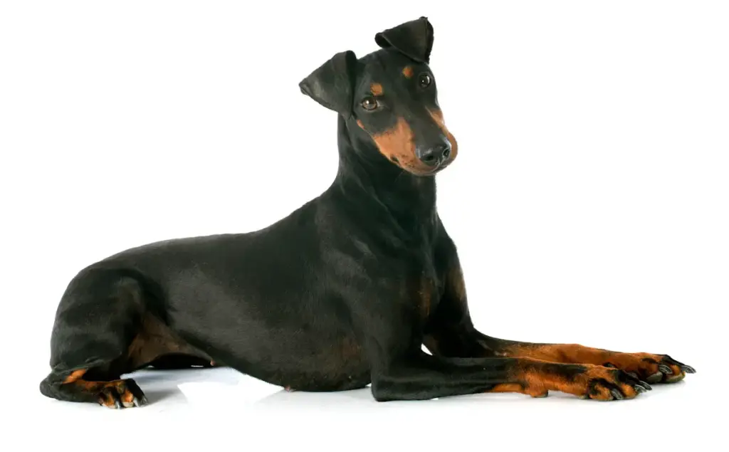 Black Doberman lying down isolated on white