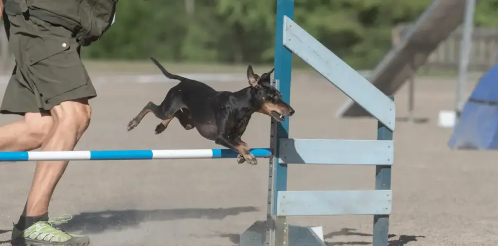 Dog leaping over hurdle in agility course.