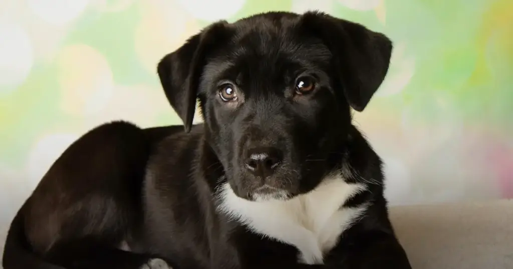 Black puppy with white chest on bokeh background