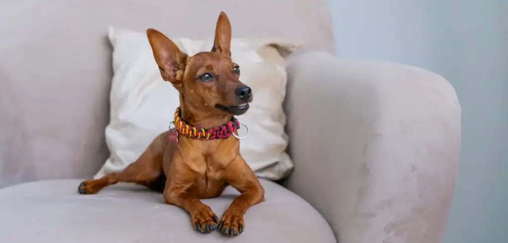 Brown dog with collar sitting on couch.