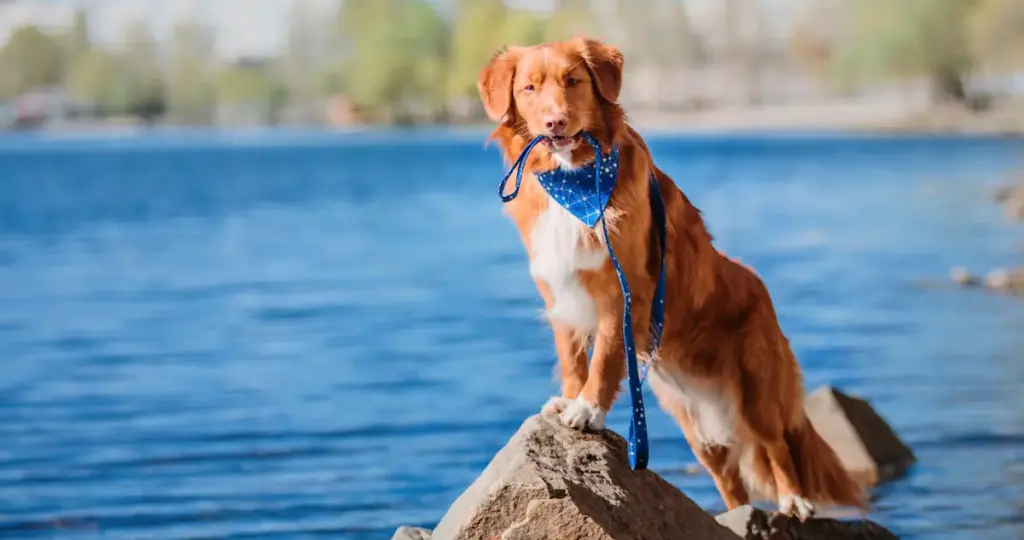 Dog with blue bandana on lakeshore rock