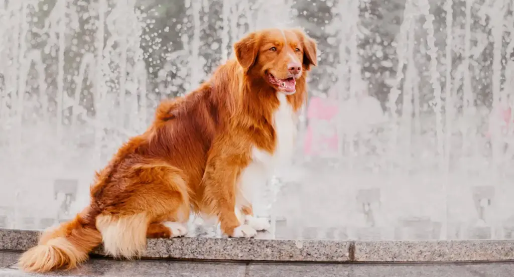 Golden retriever sitting by a fountain.