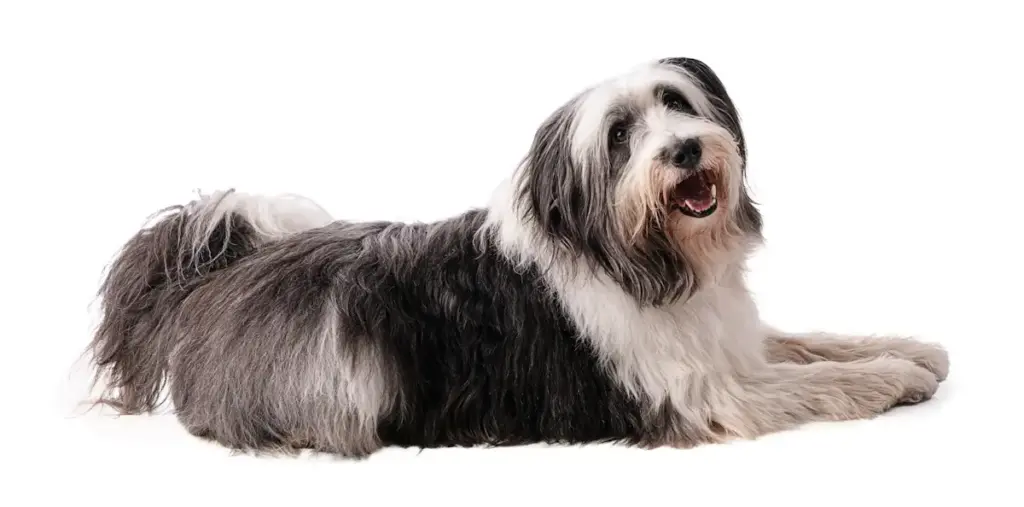 Bearded collie dog lying on white background.