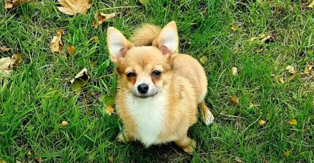 Chihuahua sitting on grass with autumn leaves.