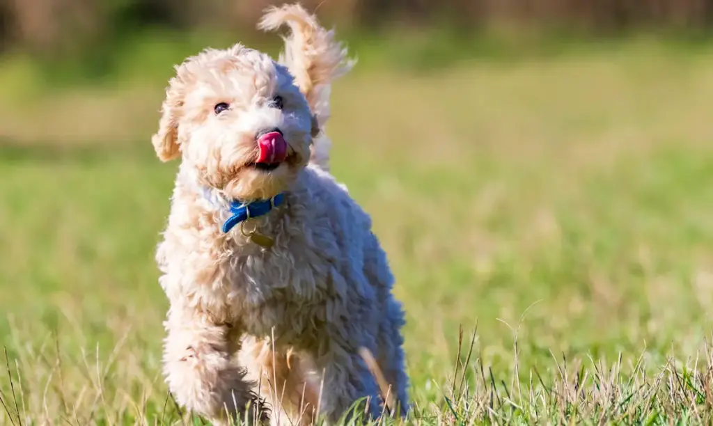 Fluffy dog licking nose in sunny field