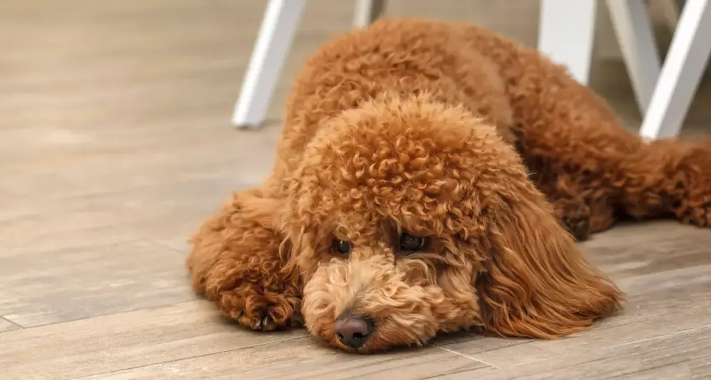 Reddish-brown poodle lying on wooden floor.