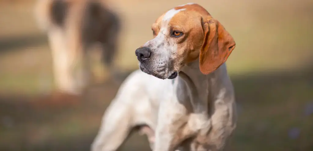 Beagle dog profile outdoors with blurry background.