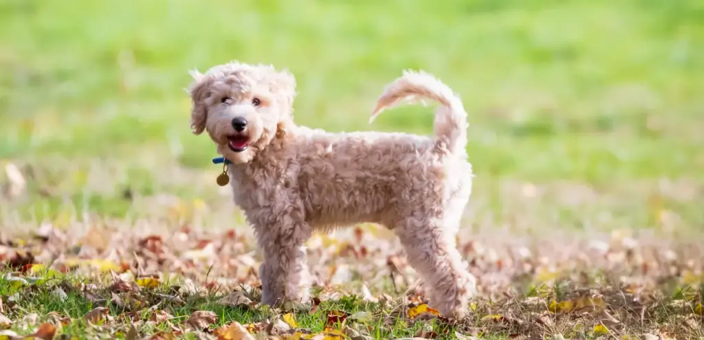 Happy poodle playing in autumn leaves