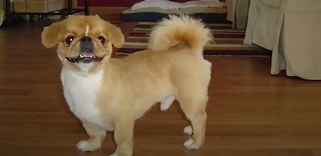 Tan Pekingese dog standing indoors.