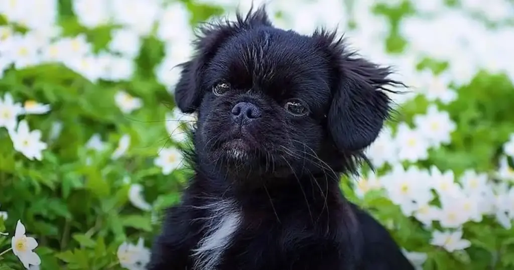 Black dog among white flowers.