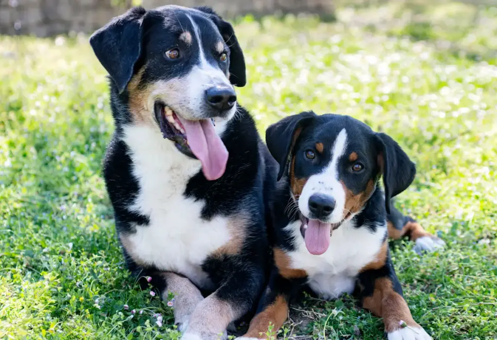 Two happy dogs sitting in grass.