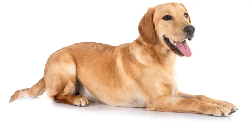 Happy golden retriever lying on white background.