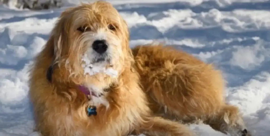 Golden retriever dog enjoying snow.