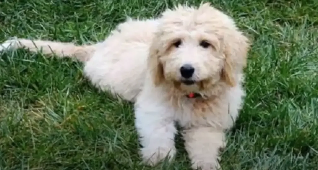 Fluffy goldendoodle puppy on grass