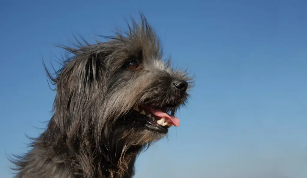 Fluffy dog against blue sky