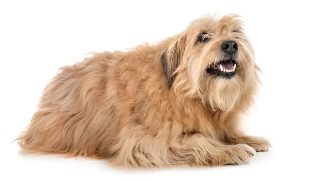 Smiling shaggy dog on white background.