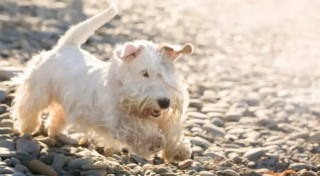 White terrier running on pebble beach