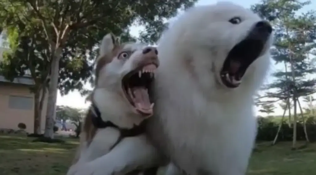 Two surprised dogs outdoors.