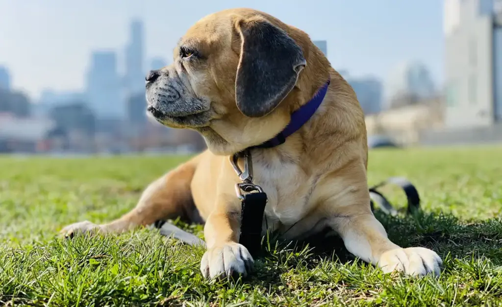 Dog lying on grass with city background.