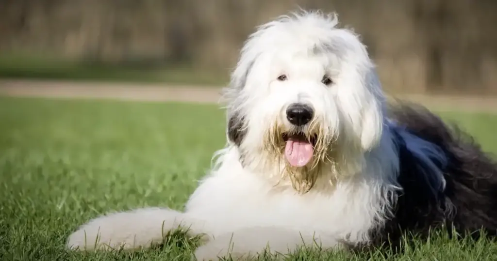 Fluffy Old English Sheepdog on grass.