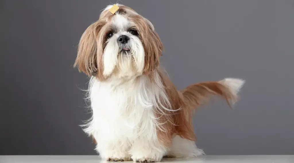 Shih Tzu dog with bow on grey background.