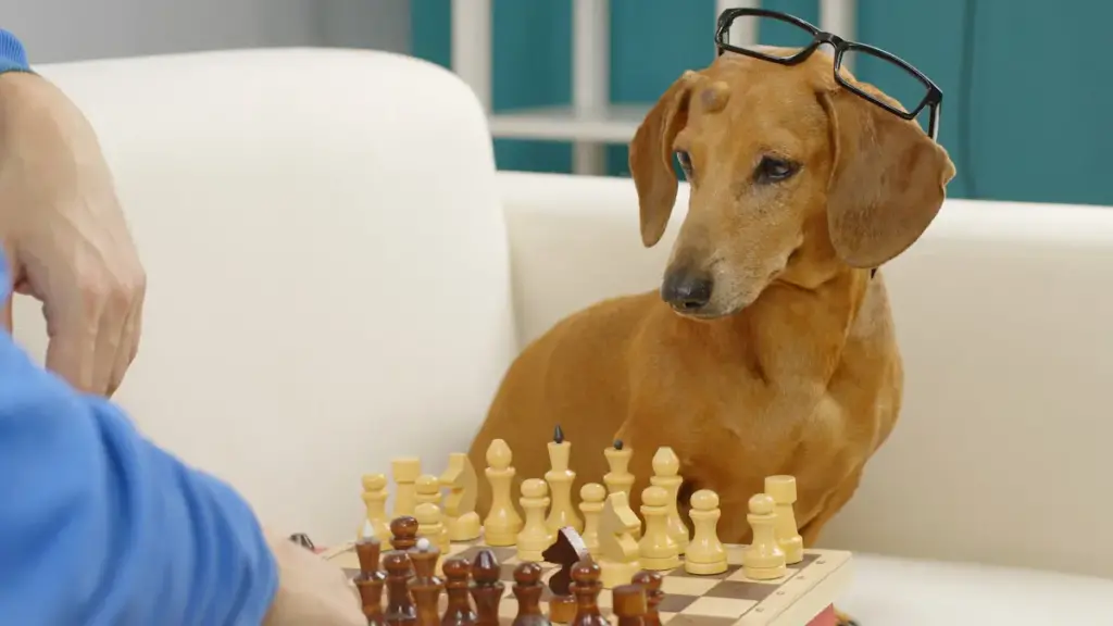 Dog with glasses playing chess with person.