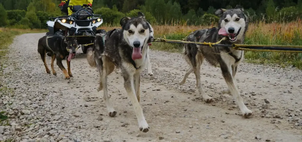 Sled dogs pulling an ATV on a dirt trail.