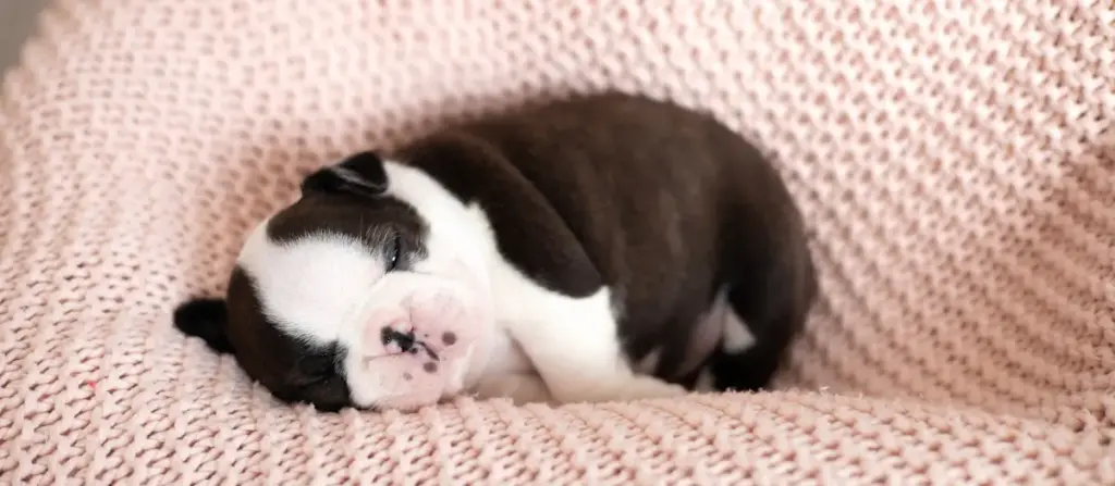 Sleeping puppy on pink knitted blanket