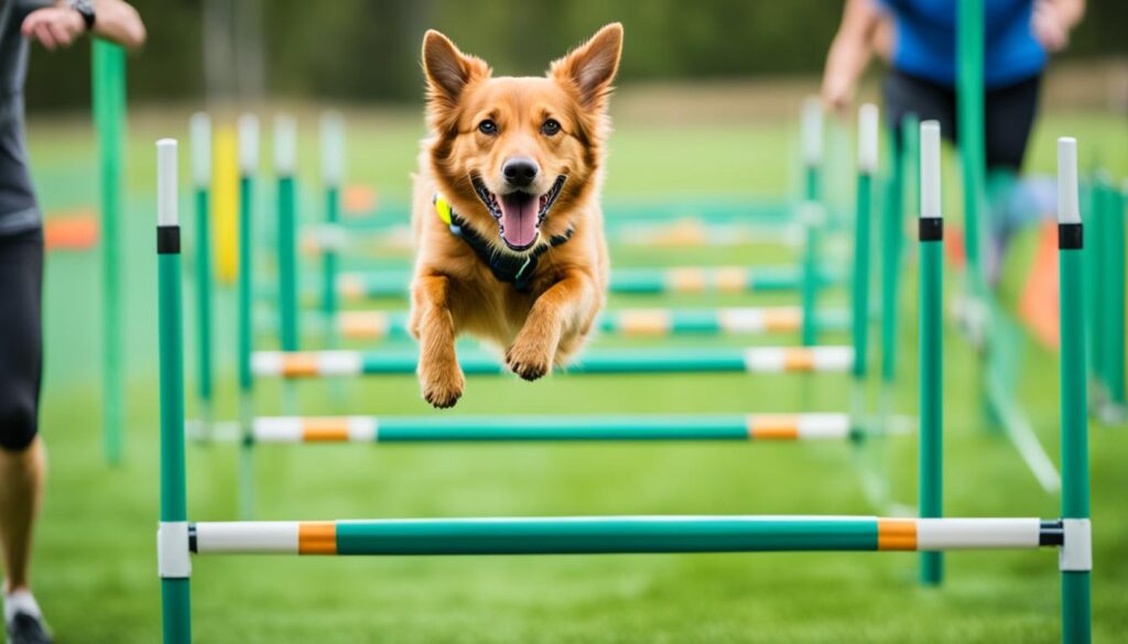 training exercise for dogs