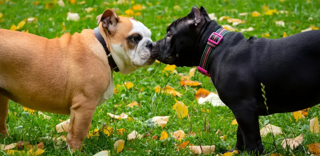 Two dogs nose-to-nose in autumn leaves.