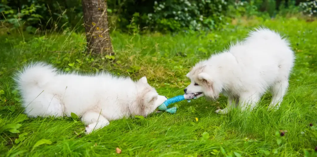 Two white dogs playing tug-of-war with toy outdoors.