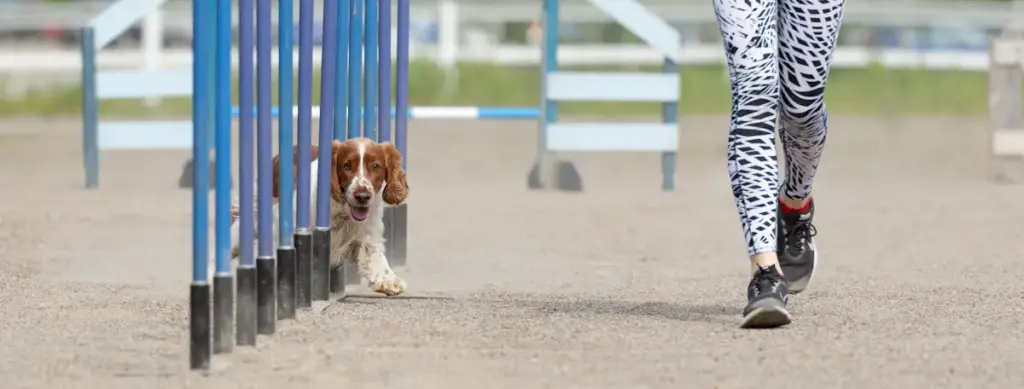 Dog running through agility weave poles.