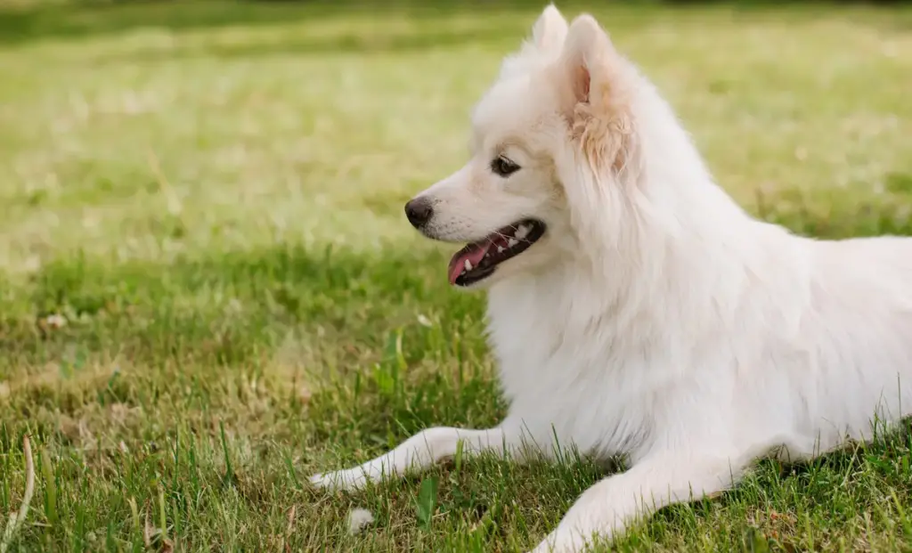 White fluffy dog lying on green grass.