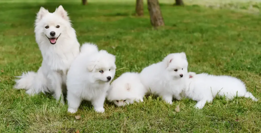 Three white fluffy dogs on grass.