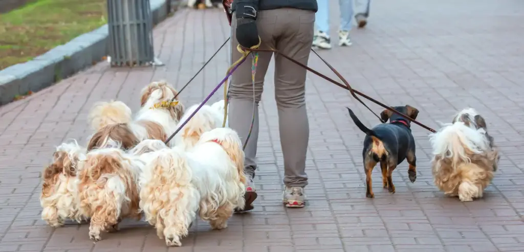 Person walking multiple dogs on a sidewalk.