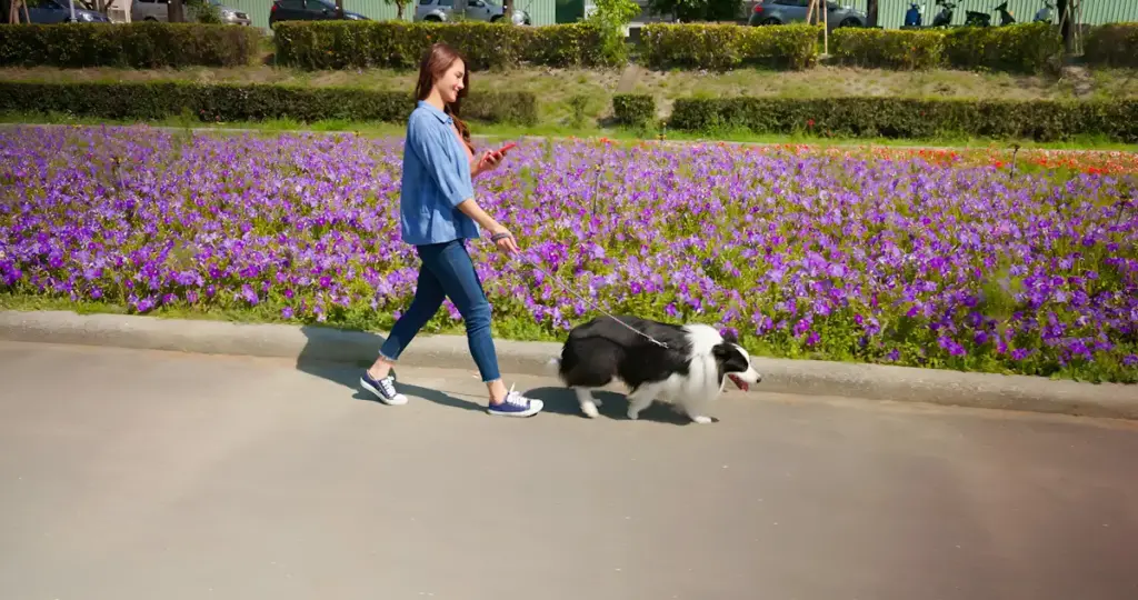 Woman walking dog by purple flowers.