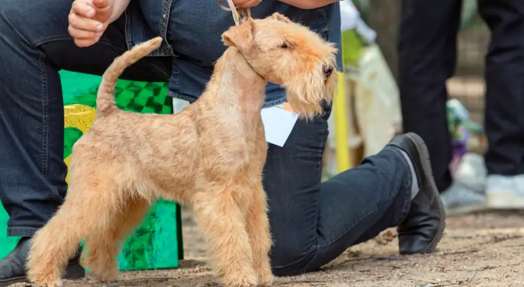 Person presenting a terrier at dog show.