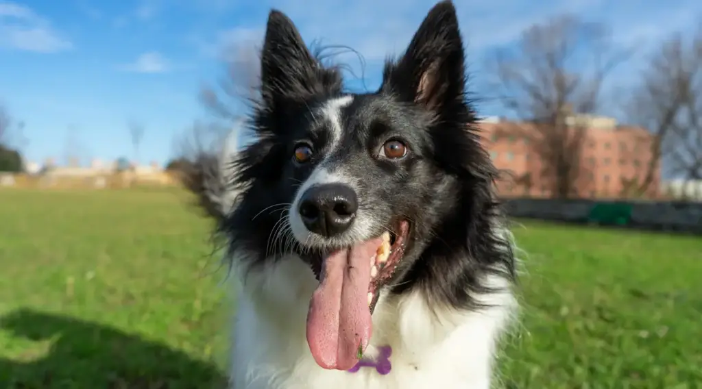 Happy dog panting outdoors in sunny park.