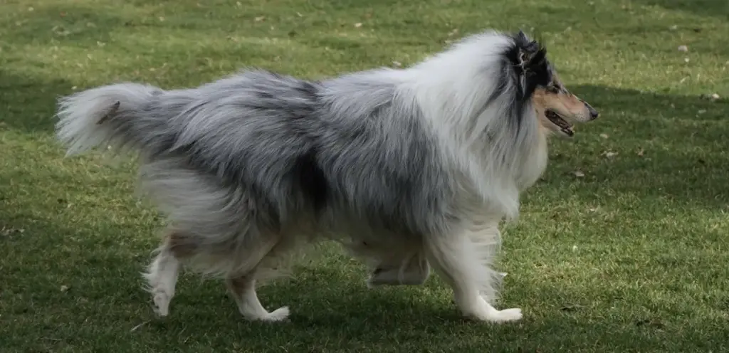 Long-haired collie dog walking on grass